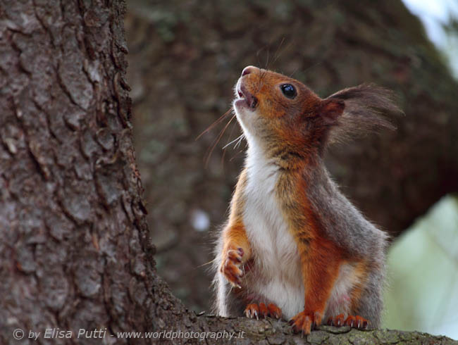 up to the tree