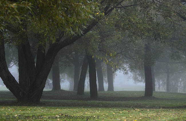 autumn willows