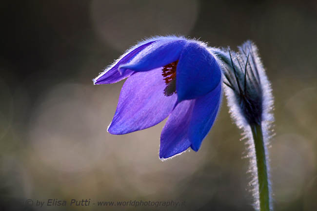 pulsatilla