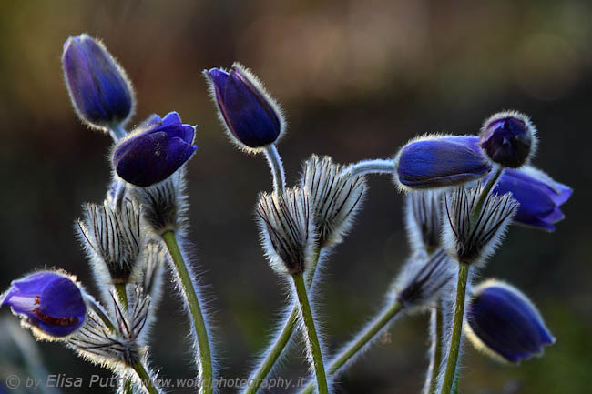 pulsatillas