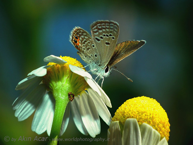 Butterfly 6